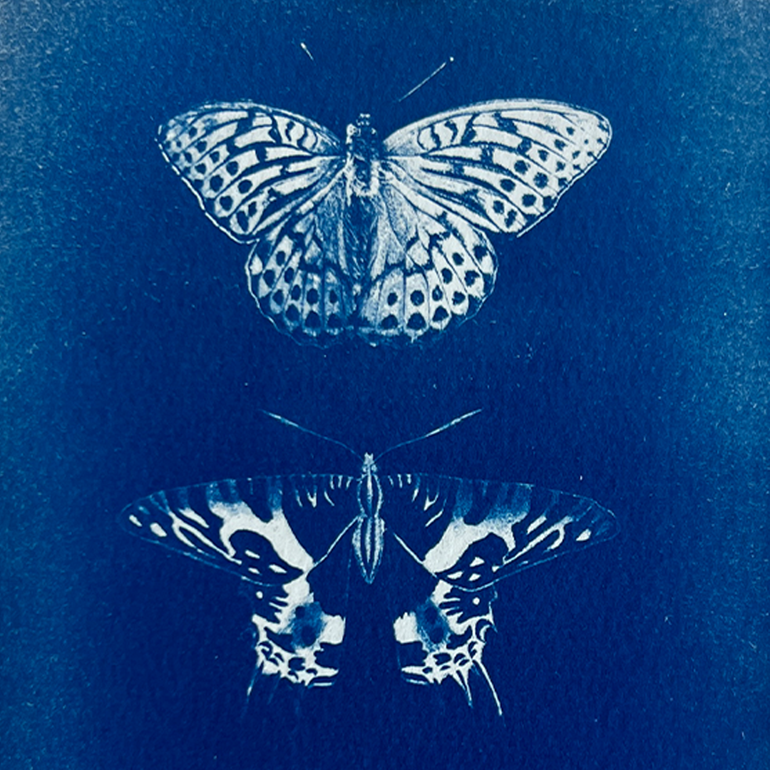 Butterfly Specimens I | Cyanotype Print