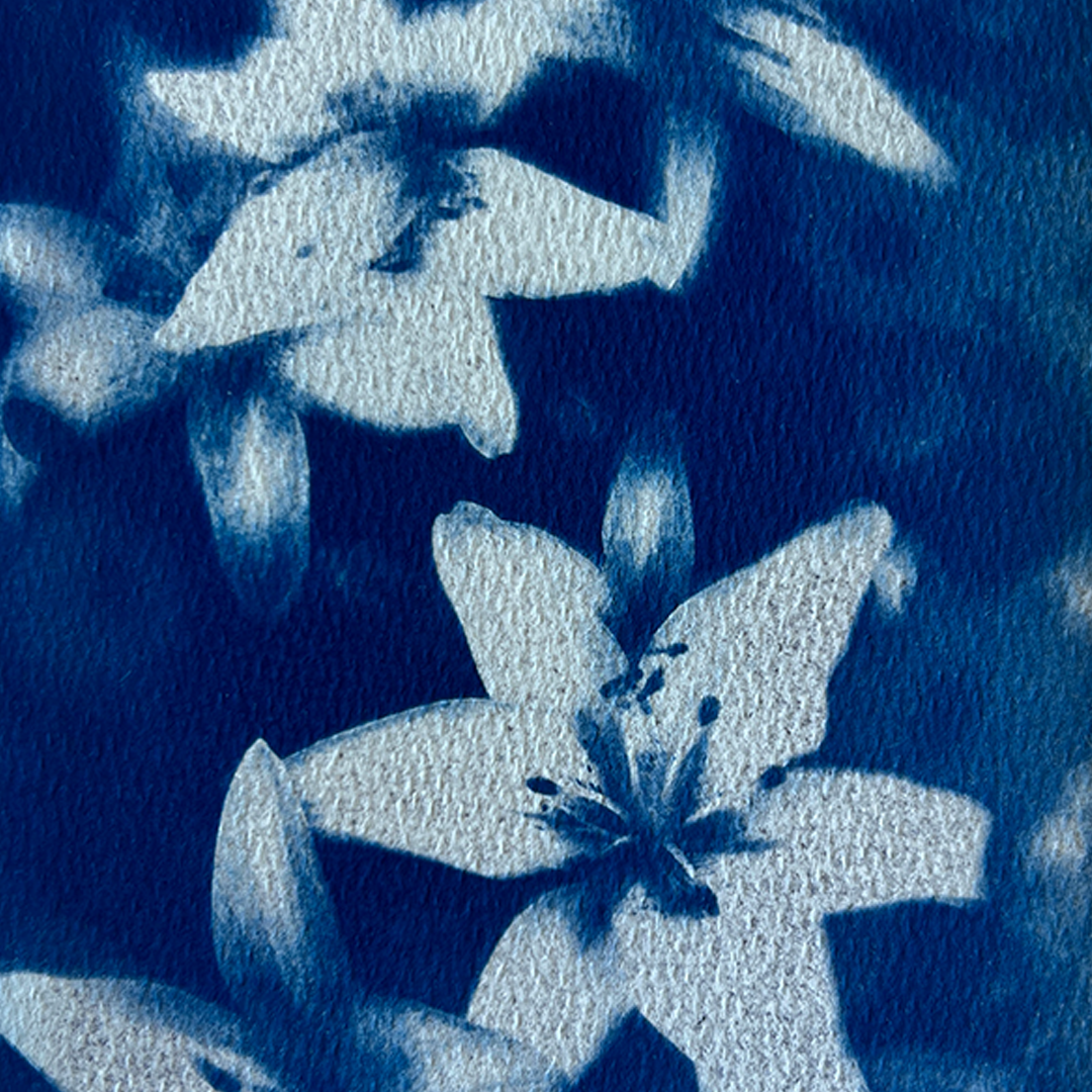 Lillies | Cyanotype Print