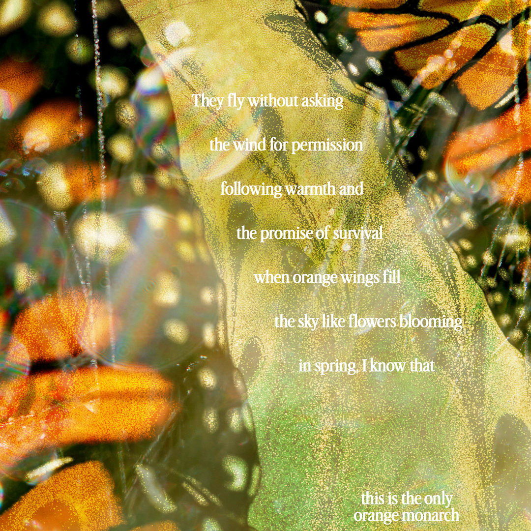 Orange Monarchs | Art Print