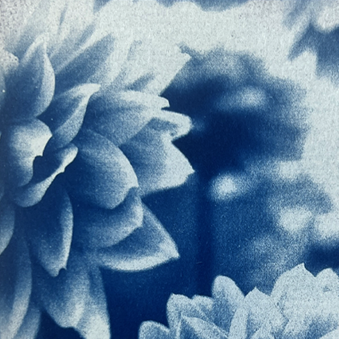 Flowers in Bloom | Cyanotype Print