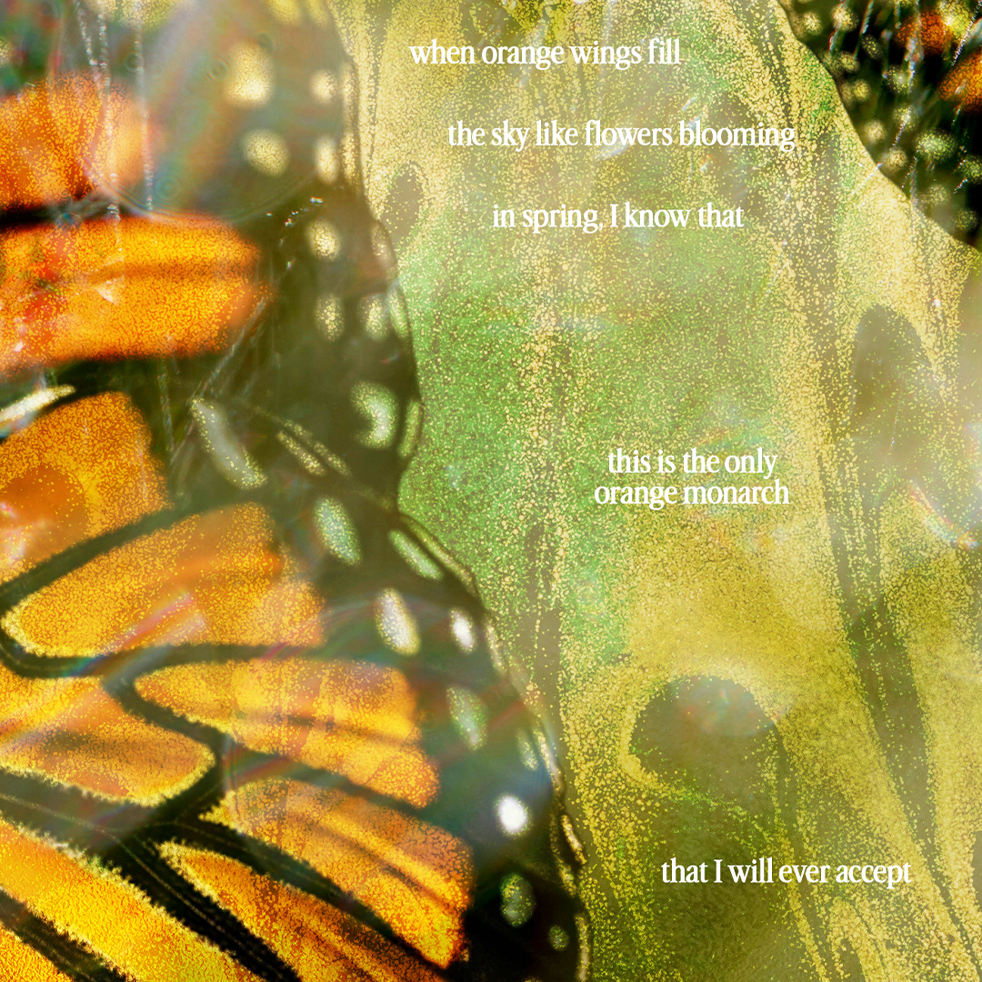 Orange Monarchs | Art Print