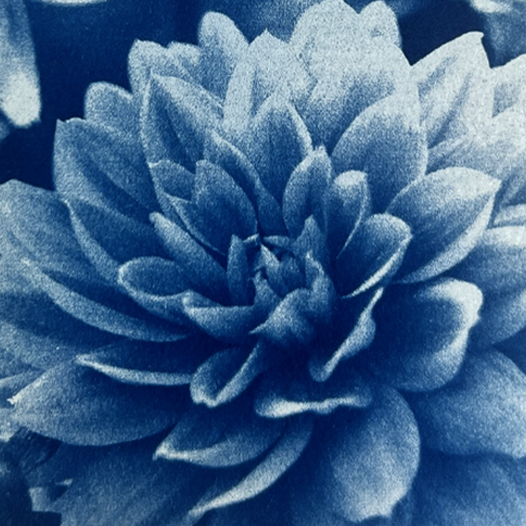Flowers in Bloom | Cyanotype Print