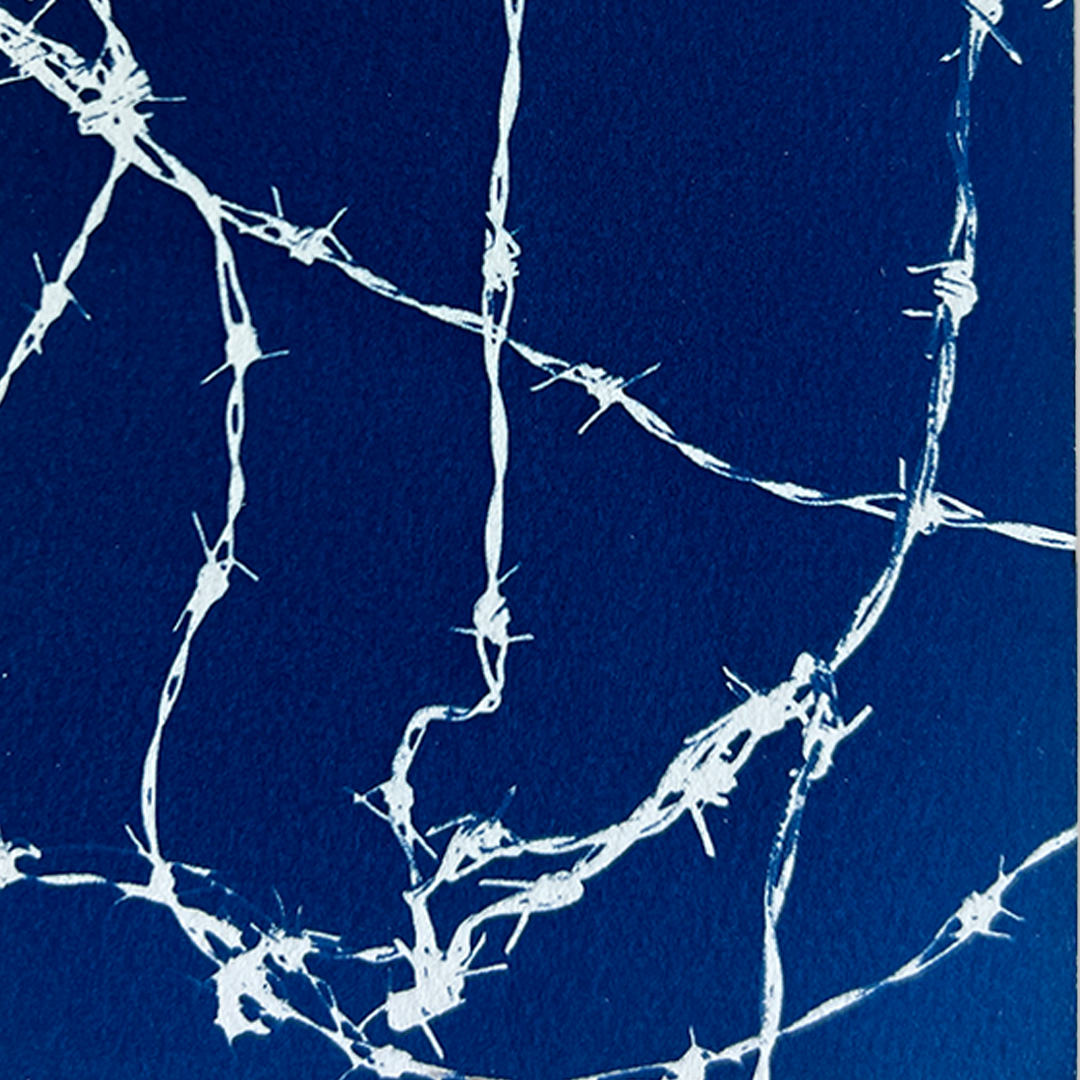 Blue Barbs | Cyanotype Print