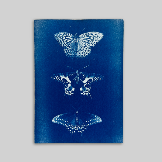 Butterfly Specimens I | Cyanotype Print