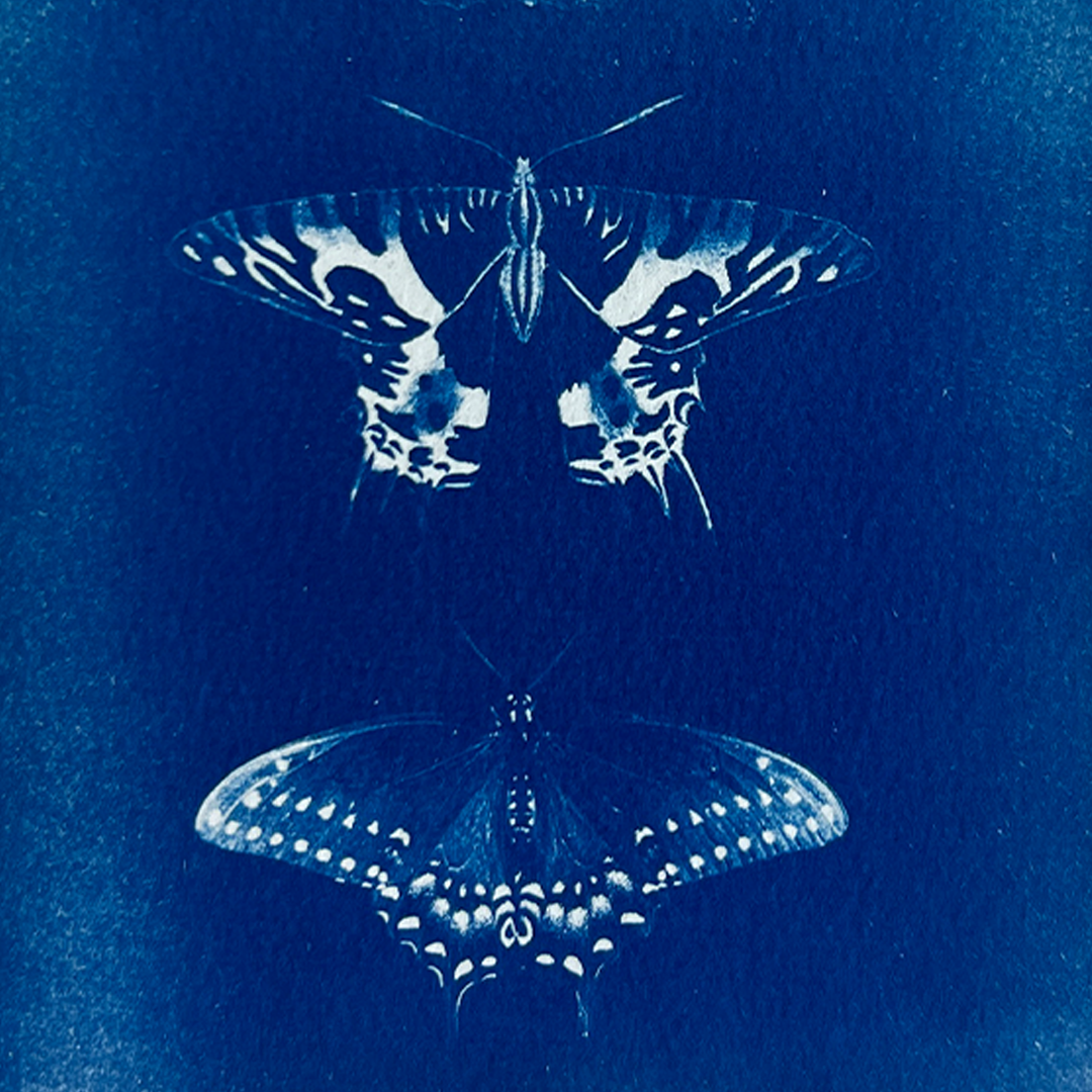 Butterfly Specimens I | Cyanotype Print
