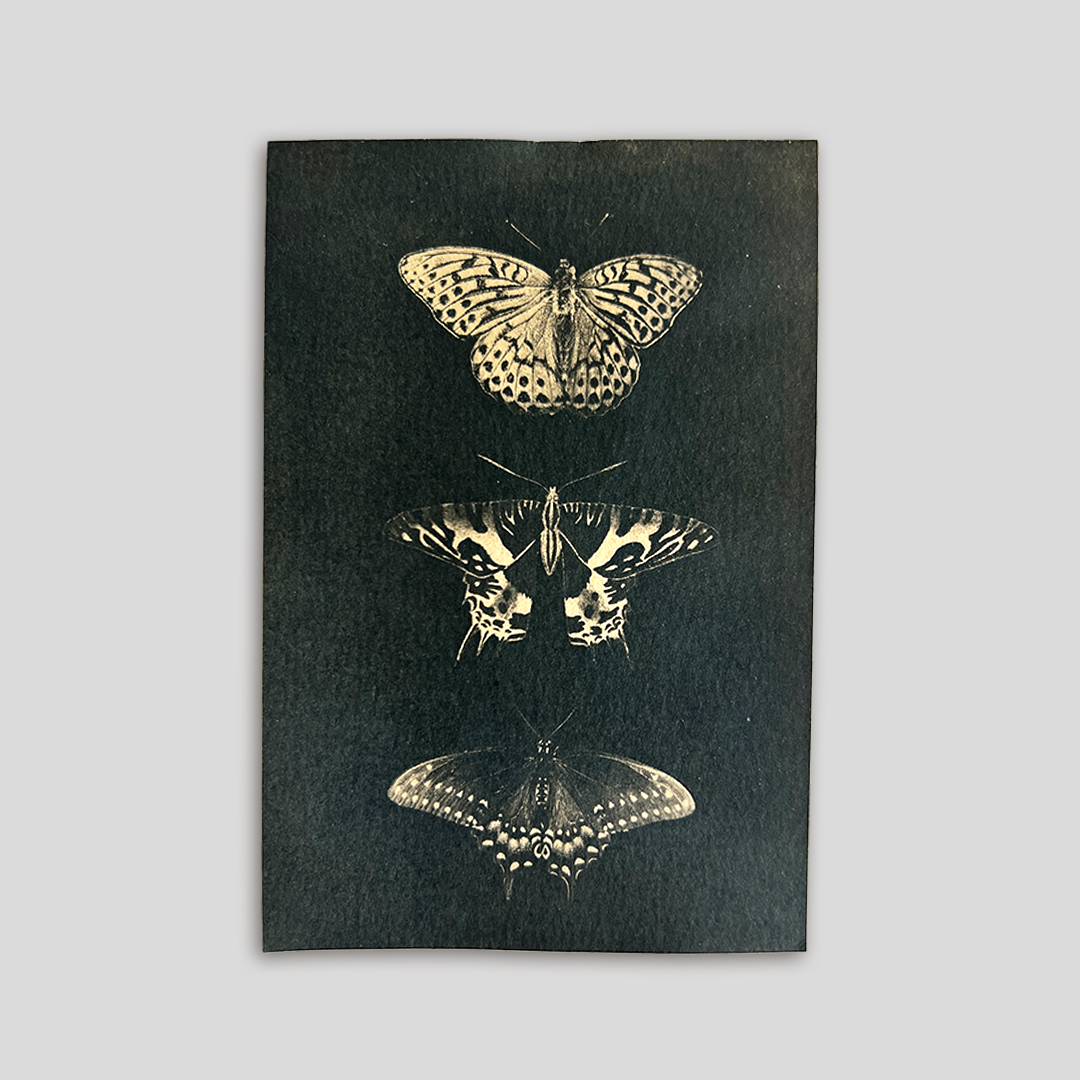 Butterfly Specimens (toned) | Cyanotype Print