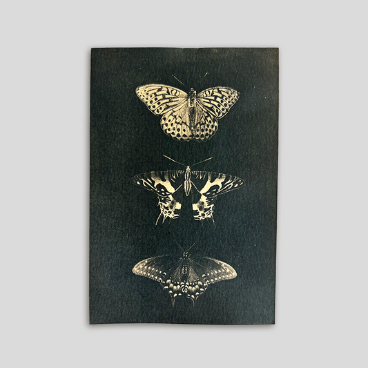 Butterfly Specimens (toned) | Cyanotype Print