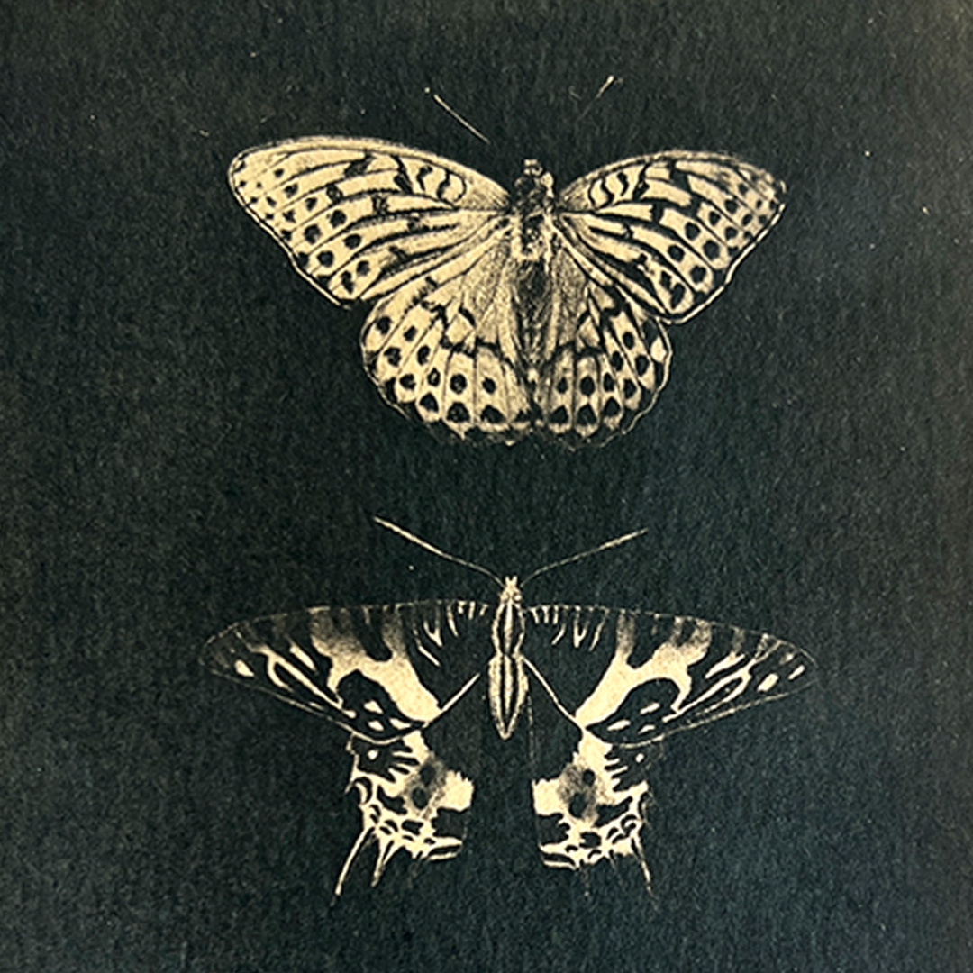 Butterfly Specimens (toned) | Cyanotype Print