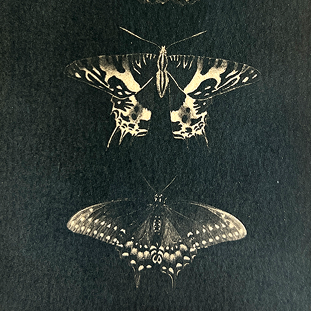 Butterfly Specimens (toned) | Cyanotype Print