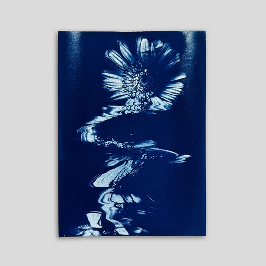 Dripping Flower | Cyanotype Print