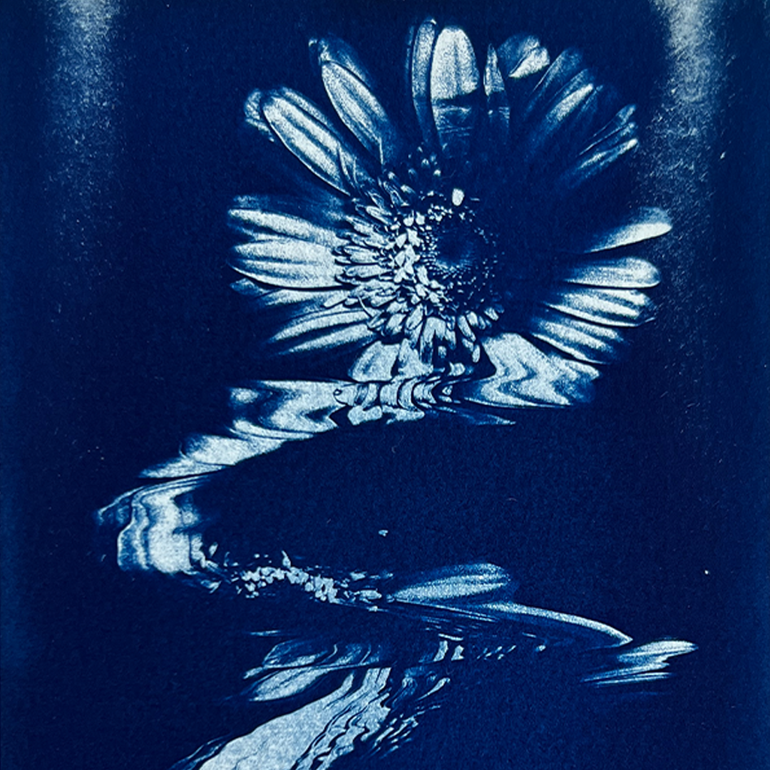 Dripping Flower | Cyanotype Print