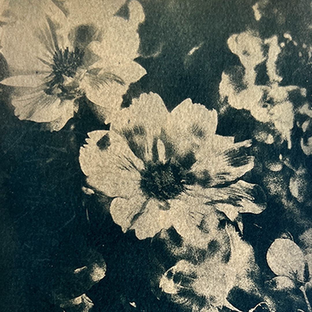 Flowers in Bloom (toned) | Cyanotype Print