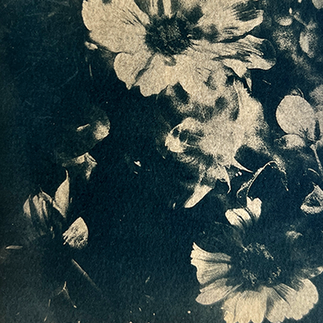 Flowers in Bloom (toned) | Cyanotype Print