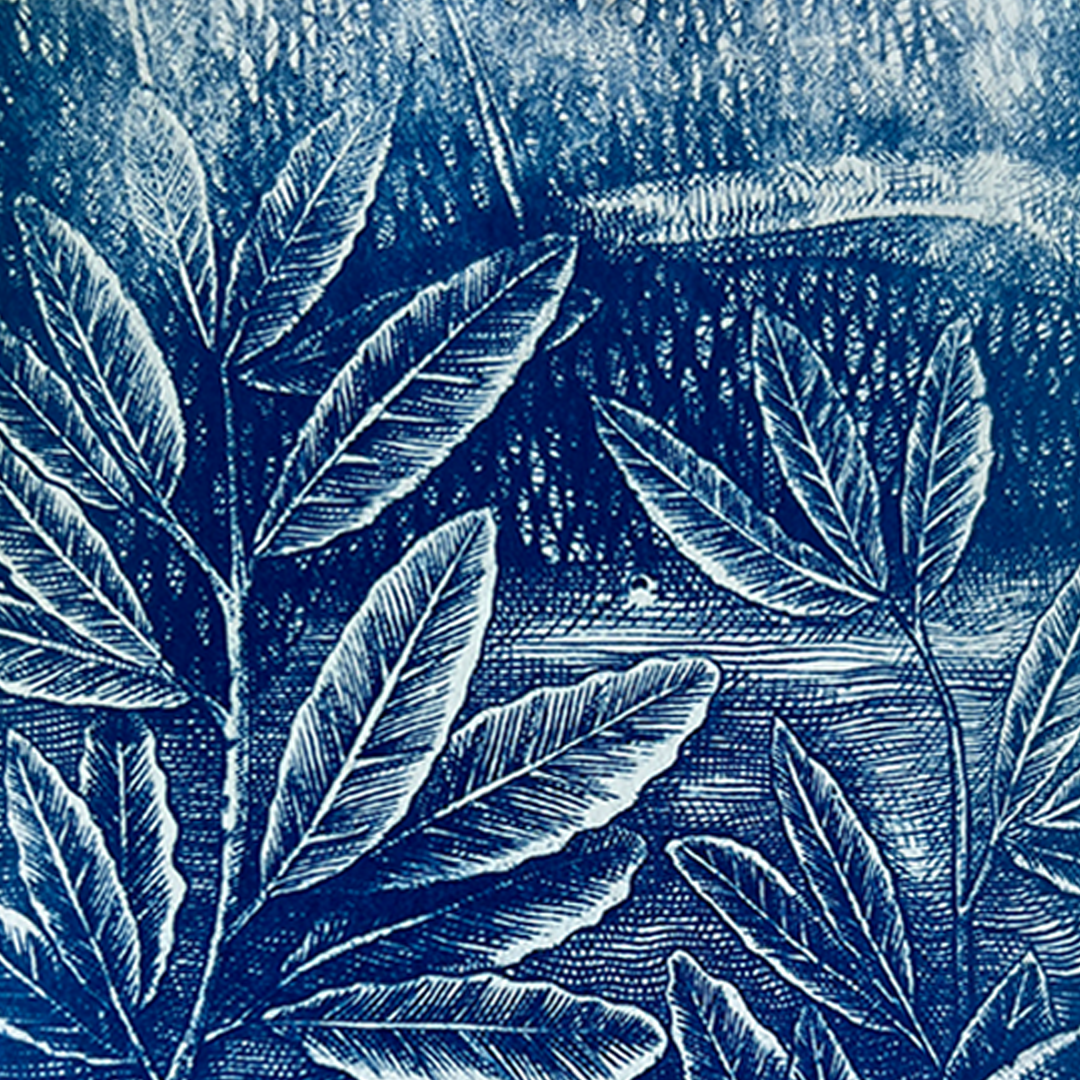 Jungle Etching | Cyanotype Print