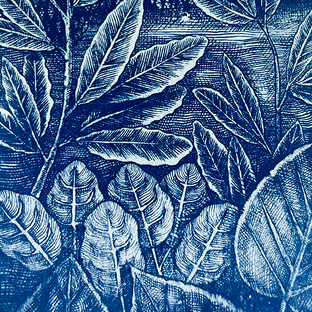 Jungle Etching | Cyanotype Print