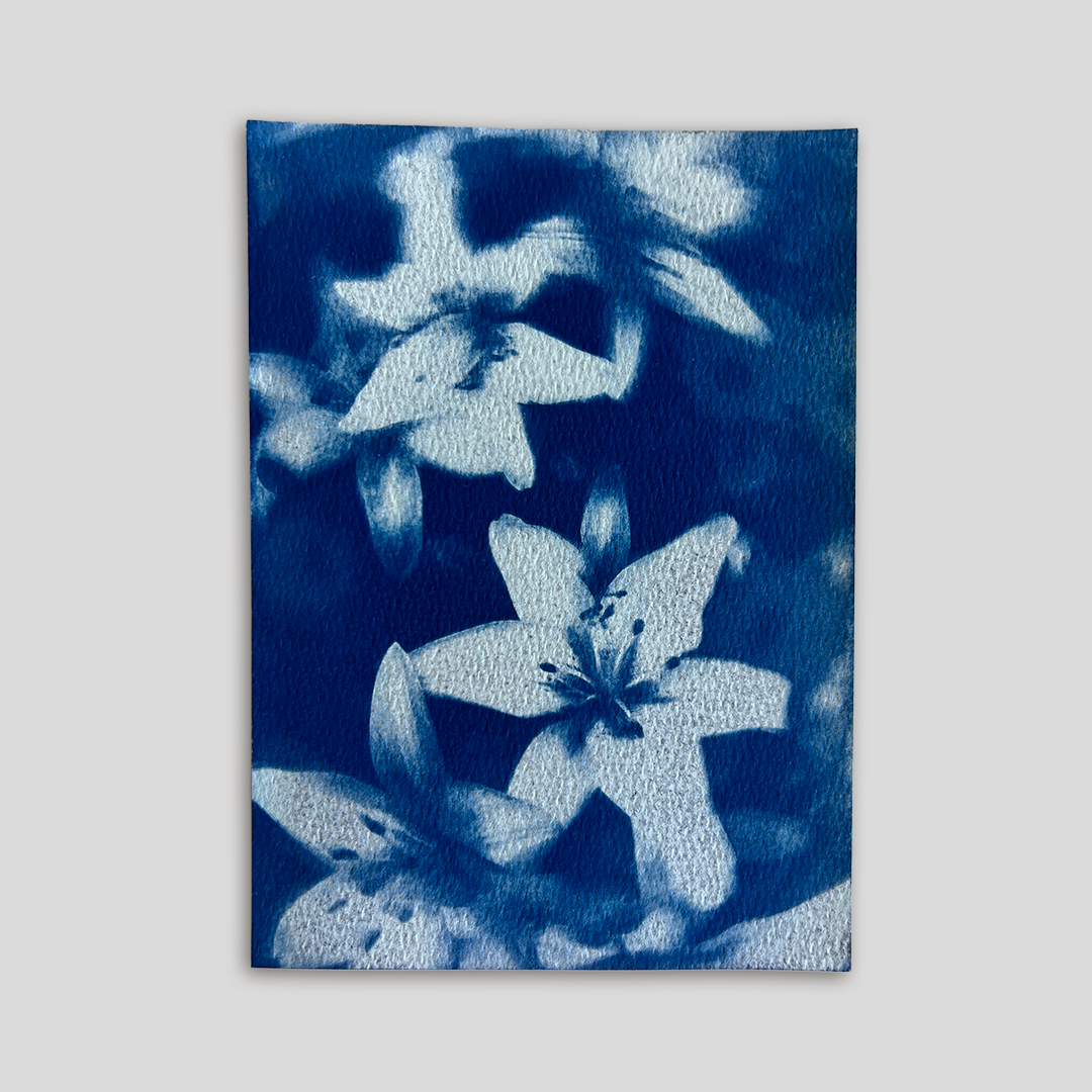 Lillies | Cyanotype Print