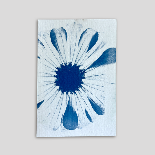 The Anatomy of a Flower | Cyanotype Print