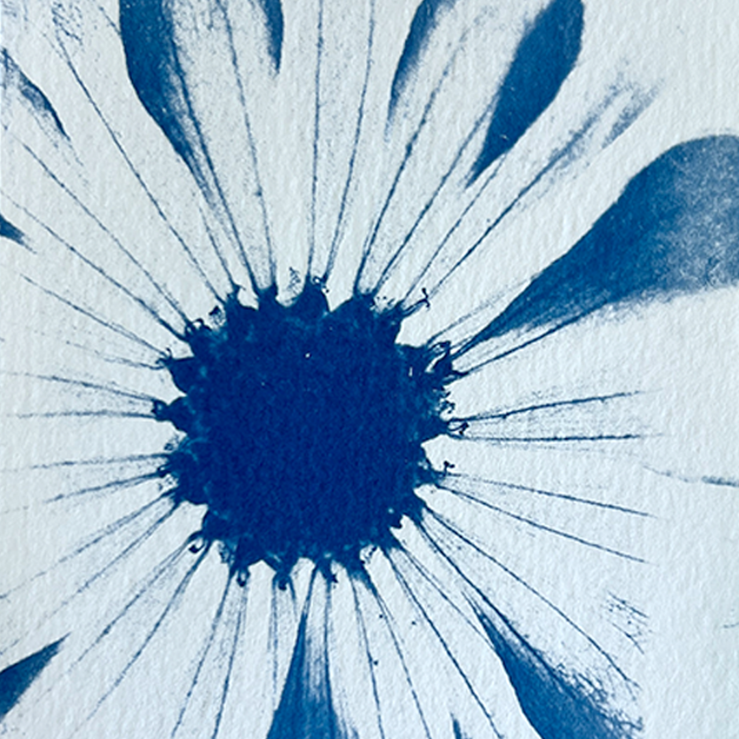 The Anatomy of a Flower | Cyanotype Print