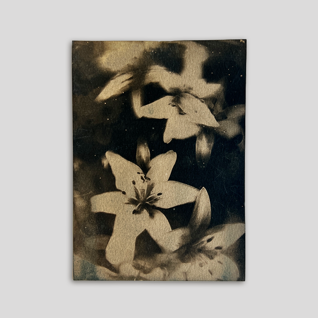 Lillies (toned) | Cyanotype Print