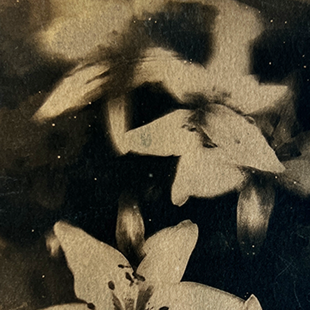 Lillies (toned) | Cyanotype Print