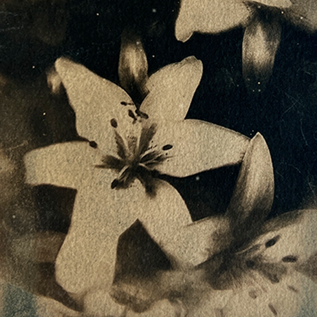 Lillies (toned) | Cyanotype Print